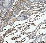 ACE Antibody in Immunohistochemistry (Paraffin) (IHC (P))