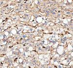 ACTA1 Antibody in Immunohistochemistry (Paraffin) (IHC (P))