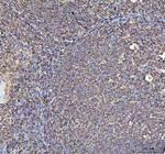 ACTA1 Antibody in Immunohistochemistry (Paraffin) (IHC (P))