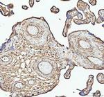 ACTA1 Antibody in Immunohistochemistry (Paraffin) (IHC (P))