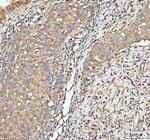 ACTA1 Antibody in Immunohistochemistry (Paraffin) (IHC (P))