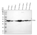 ACTA1 Antibody in Western Blot (WB)