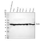 ACTA1 Antibody in Western Blot (WB)