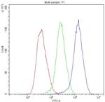 alpha Actinin 3 Polyclonal Antibody, DyLight™ 488