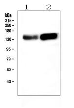 ADAMTS13 Polyclonal Antibody