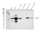 Alcohol Dehydrogenase 1A Antibody in Western Blot (WB)