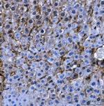 Angiotensinogen Polyclonal Antibody