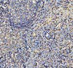 AIRE Antibody in Immunohistochemistry (Paraffin) (IHC (P))