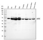 AIRE Antibody in Western Blot (WB)