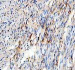 Adenylate Kinase 1 Antibody in Immunohistochemistry (Paraffin) (IHC (P))