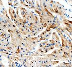 Adenylate Kinase 1 Antibody in Immunohistochemistry (Paraffin) (IHC (P))