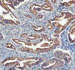 Adenylate Kinase 1 Antibody in Immunohistochemistry (Paraffin) (IHC (P))
