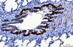 CD166 (ALCAM) Antibody in Immunohistochemistry (Paraffin) (IHC (P))
