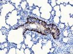 CD166 (ALCAM) Antibody in Immunohistochemistry (Paraffin) (IHC (P))