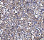 CD166 (ALCAM) Antibody in Immunohistochemistry (Paraffin) (IHC (P))
