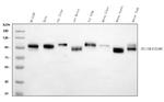 CD166 (ALCAM) Antibody in Western Blot (WB)