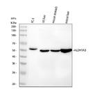 ALDH1A3 Polyclonal Antibody