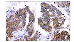 AMHR2 Antibody in Immunohistochemistry (Paraffin) (IHC (P))