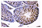 AMHR2 Antibody in Immunohistochemistry (Paraffin) (IHC (P))