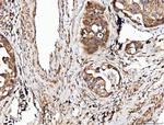 Angiogenin Antibody in Immunohistochemistry (Paraffin) (IHC (P))