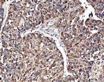 Angiogenin Antibody in Immunohistochemistry (Paraffin) (IHC (P))