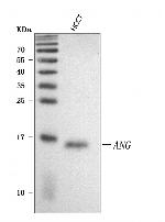 Angiogenin Antibody in Western Blot (WB)