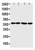 ANGPTL1 Polyclonal Antibody