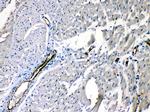 ANGPTL2 Antibody in Immunohistochemistry (Paraffin) (IHC (P))