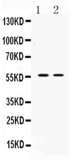 ANGPTL2 Antibody in Western Blot (WB)