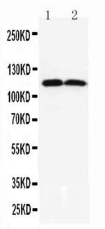 DOG-1 Polyclonal Antibody