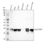 Annexin A3 Antibody in Western Blot (WB)