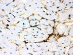 Annexin A3 Antibody in Immunohistochemistry (Frozen) (IHC (F))