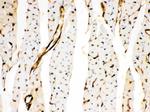 Annexin A3 Antibody in Immunohistochemistry (Paraffin) (IHC (P))