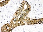 Annexin A3 Antibody in Immunohistochemistry (Paraffin) (IHC (P))