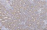Annexin A4 Antibody in Immunohistochemistry (Paraffin) (IHC (P))