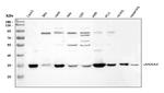 Annexin A4 Antibody in Western Blot (WB)