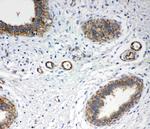 Annexin A4 Polyclonal Antibody