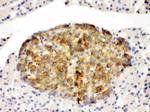 Annexin A4 Antibody in Immunohistochemistry (Paraffin) (IHC (P))