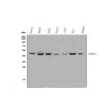 Annexin VII Antibody in Western Blot (WB)