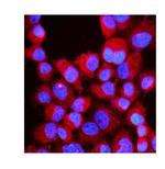 RIAM Polyclonal Antibody