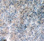 RIAM Antibody in Immunohistochemistry (Frozen) (IHC (F))
