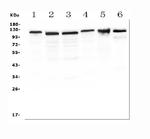 RIAM Antibody in Western Blot (WB)
