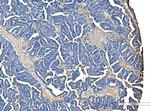 Serum Amyloid P Antibody in Immunohistochemistry (Paraffin) (IHC (P))