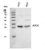Serum Amyloid P Antibody in Western Blot (WB)
