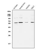 APEX2 Polyclonal Antibody