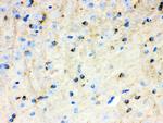 APLP1 Polyclonal Antibody