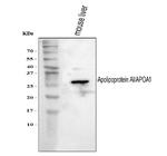 ApoA1 Antibody in Western Blot (WB)