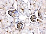ApoA1 Polyclonal Antibody