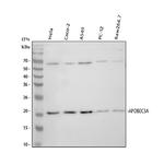 APOBEC3A Polyclonal Antibody