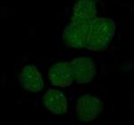 APOBEC3G Polyclonal Antibody